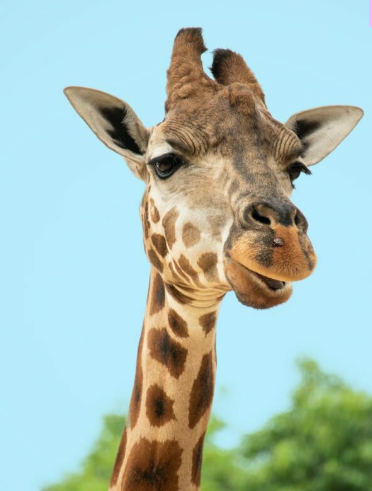 Picture of a giraffe.