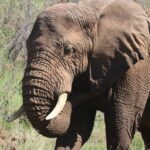 Elephant. Pexels picture by Magda Ehlers.