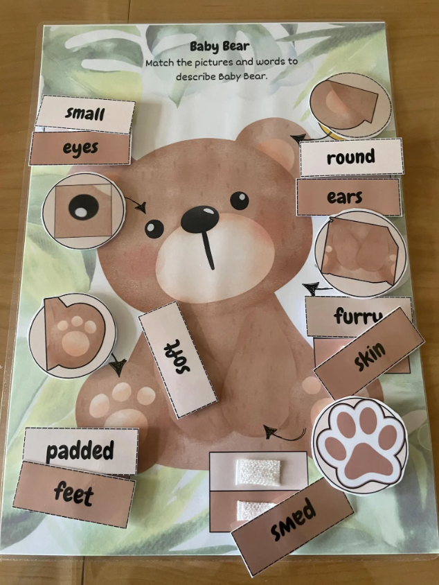 Label the baby bear parts.