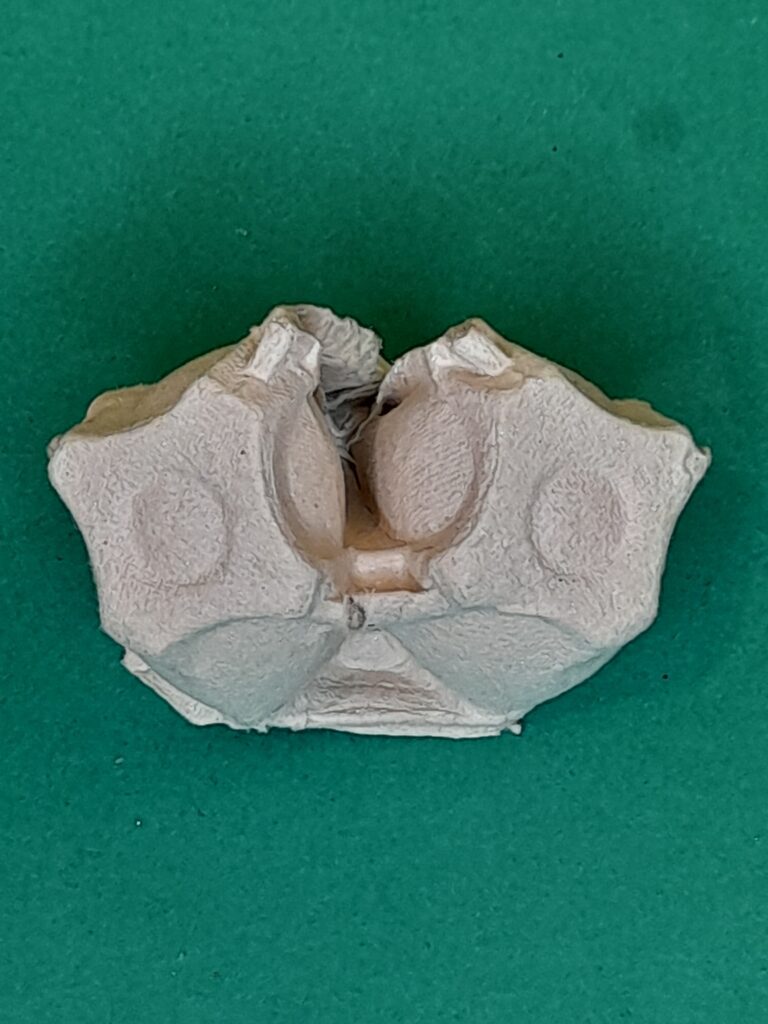 5) Look out for parts of the egg cup that when you cut the two cups out and squeezed at the back it will make a face that looks like the picture.