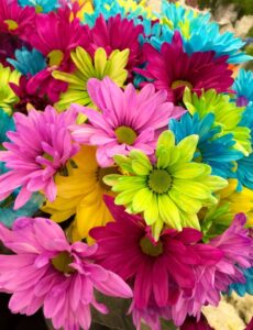 Colourful spring flowers.