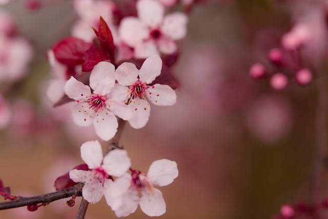 Blossom petals.
