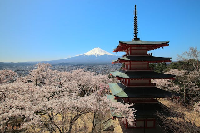 Cherry blossom trees in Japan.
