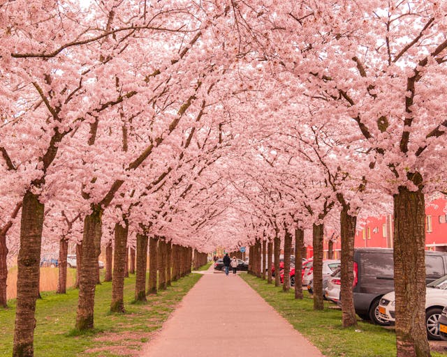 Blossom tree lined street.