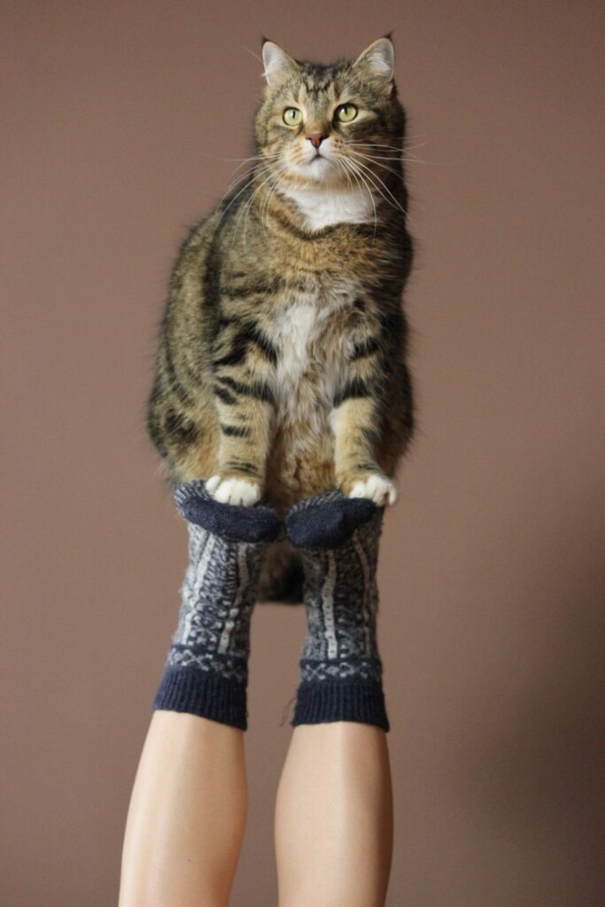 Fun cat on feet. A Pexels picture. By 99 clicks